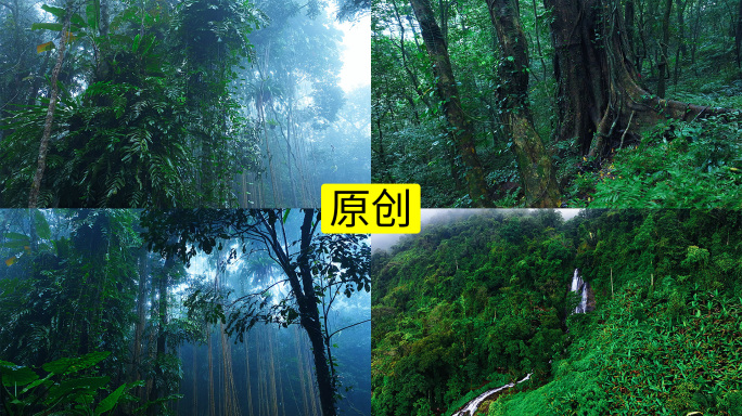 森林下雨唯美镜头4K