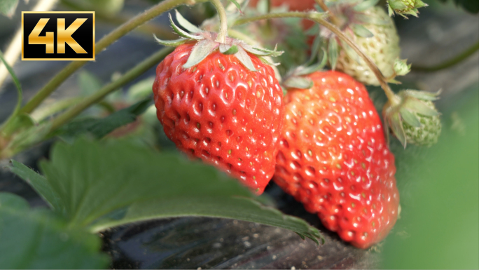草莓大棚草莓新鲜草莓