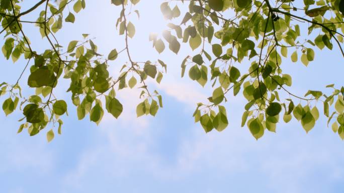 4k逆光下的樟树叶