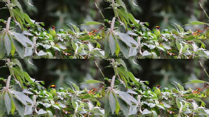 金喉拟啄木鸟