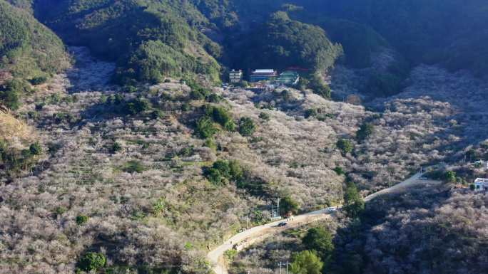 4k航拍白梅花青梅花坚毅雪景小寒冬季