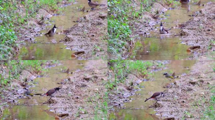 小鸟红耳鹎洗澡玩水  升格慢动作高速摄影