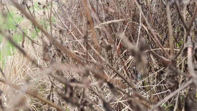 实拍枯草素材冬季实拍风吹野草摇晃风吹草飘