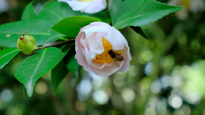 花园蜜蜂飞舞采蜜 山茶花 中华野山蜂