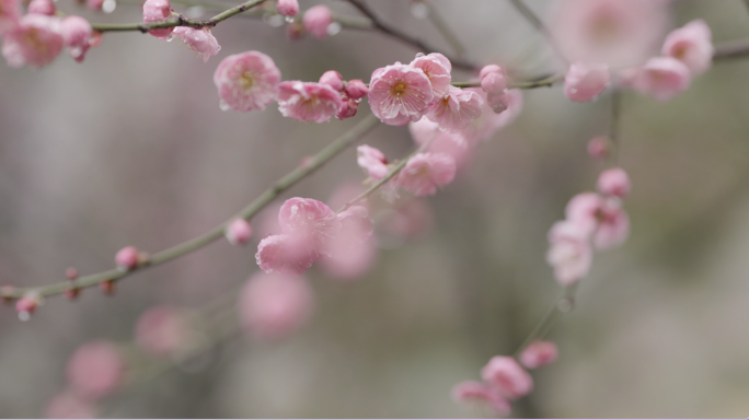 4K梅花 红梅 雨天梅花 春天（3）