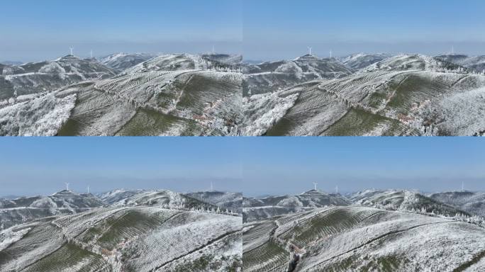 冬天春天高山茶园寒潮倒春寒雪冰凌雾凇浙江