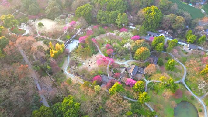 杭州植物园灵峰探梅