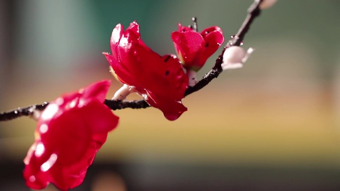 梅花水滴特写镜头