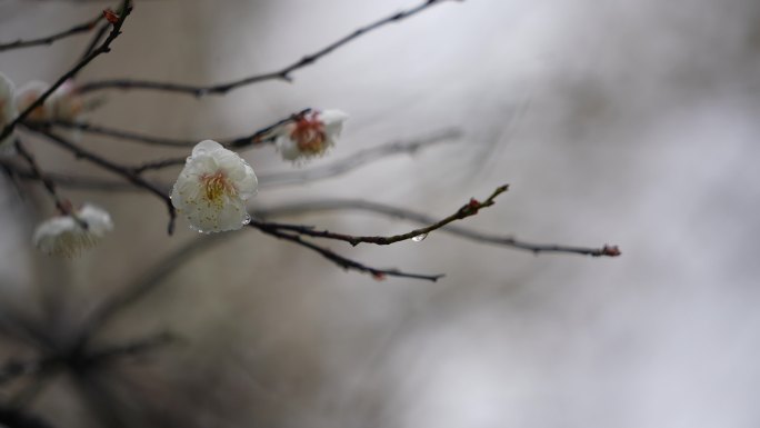 江南冬天春天春雨梅园梅花白梅枝头花开实拍