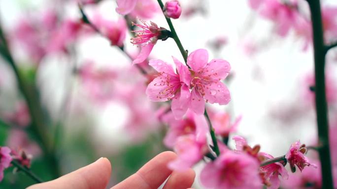 汕头市濠江区巨峰寺桃花盛开