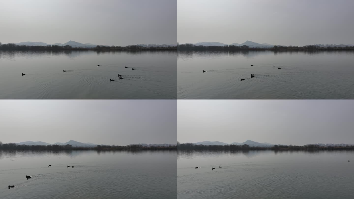 襄阳汉江湿地水鸟城市自然风光