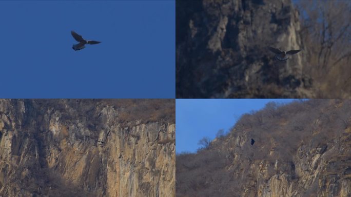 4K天空悬停的鹰素材