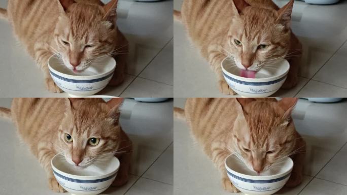 猫咪喝水视频