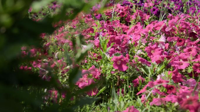 龙胜广场鲜花地面机位