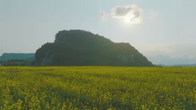 航拍大片油菜花海