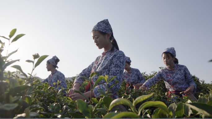 采茶女，茶园