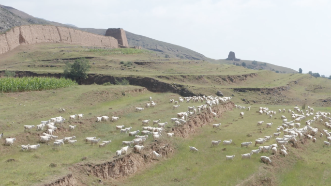 【4K】山西长城下牧羊人和羊群