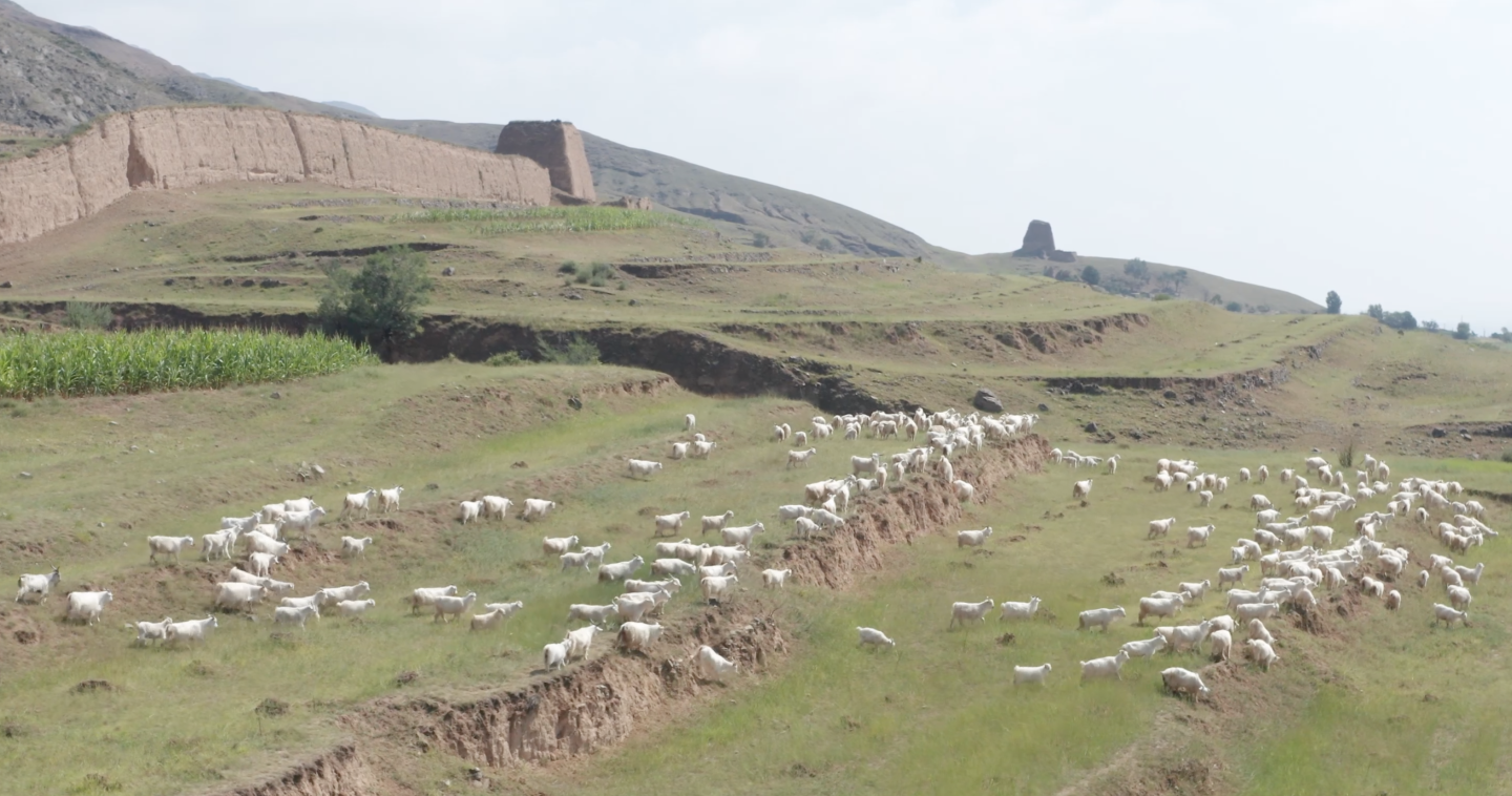【4K】山西长城下牧羊人和羊群