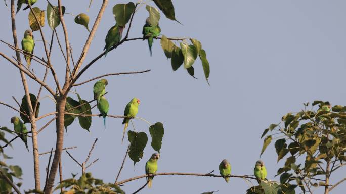 一群野生鹦鹉在枝头休憩