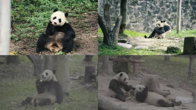 大熊猫吃饭4K