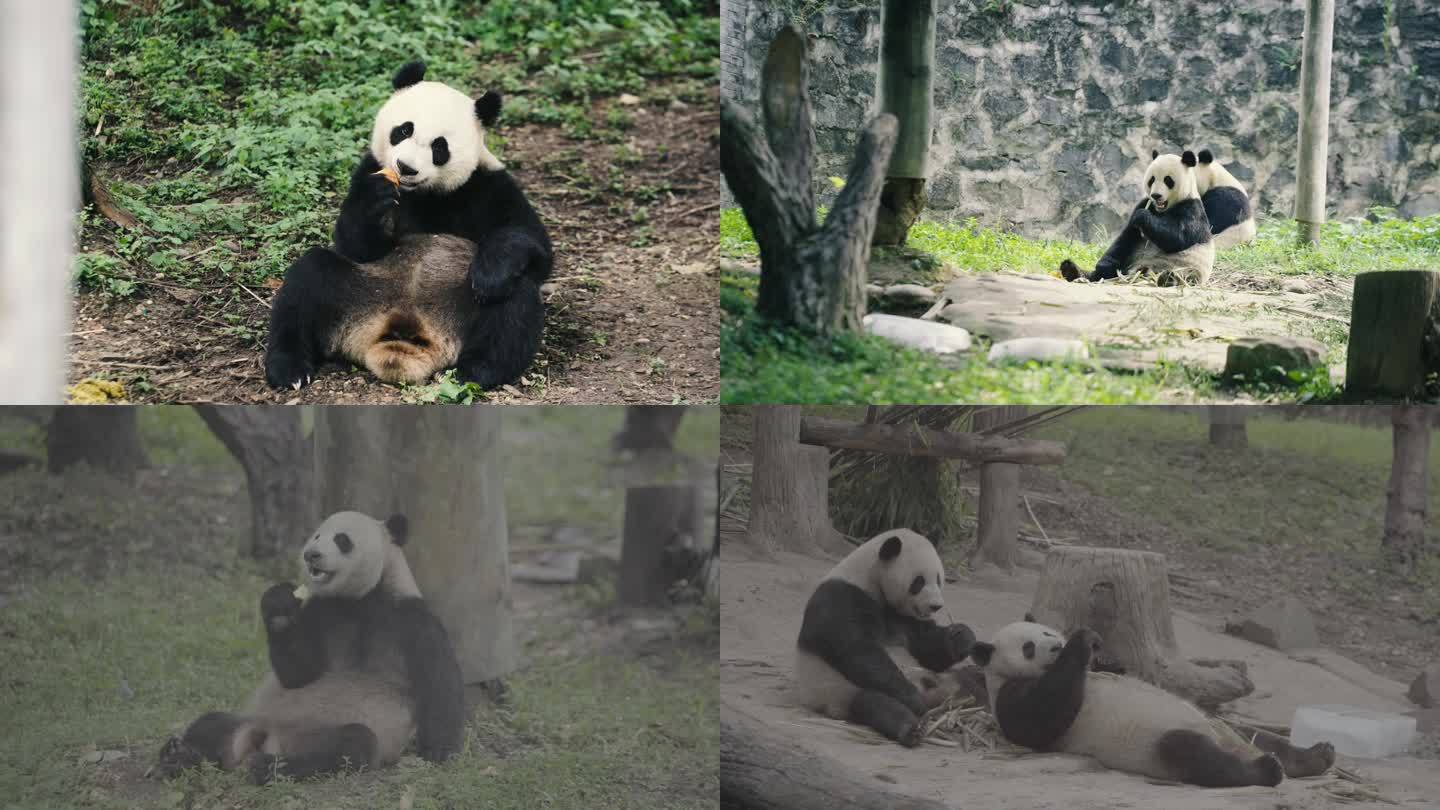大熊猫吃饭4K