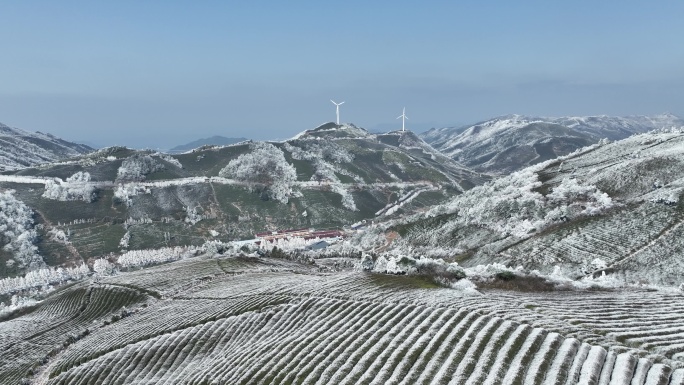 江南春天冬天寒潮倒春寒高山茶园茶场茶叶