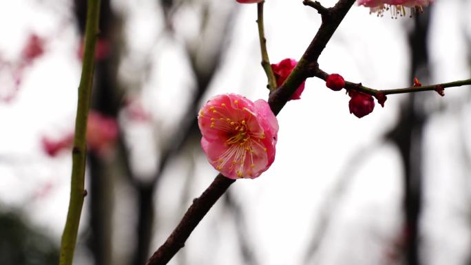 梅花素材