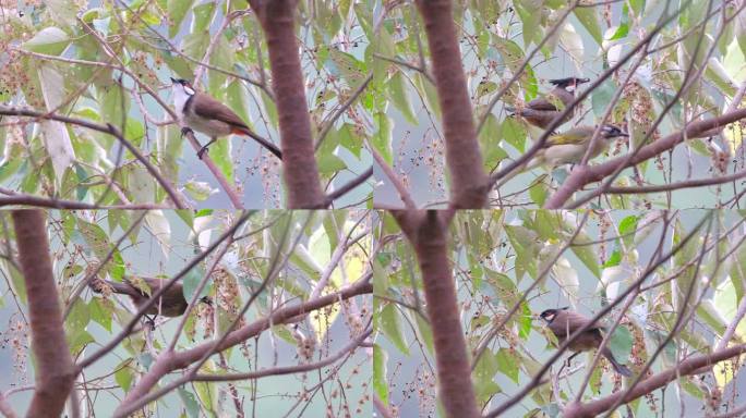 红耳鹎 鸟类啄食 进食升格慢动作高速摄影