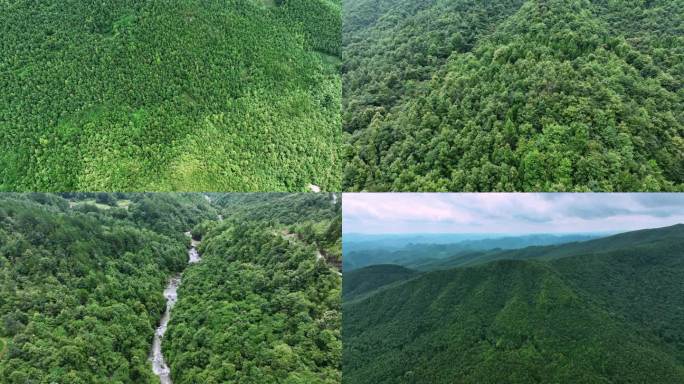 森林、绿水青山