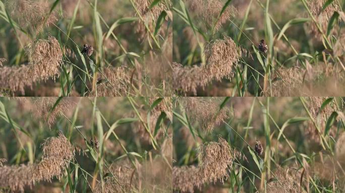 芦苇里的黄胸鹀、禾花雀