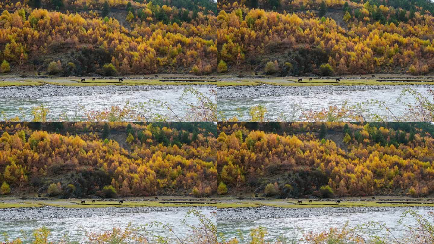 川西秋天金黄色的山林和小河