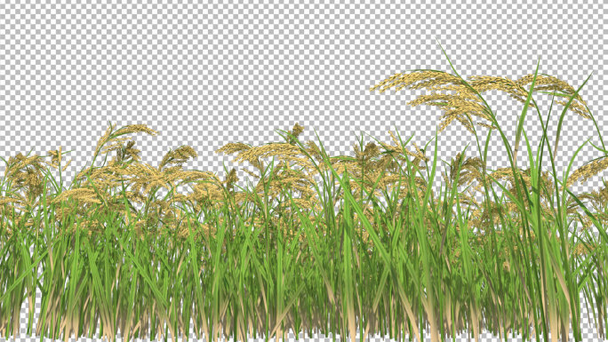 水稻生长动画-带透明通道