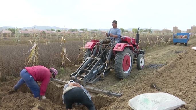 农民机械收割挖掘药材中药材种植基地沙参