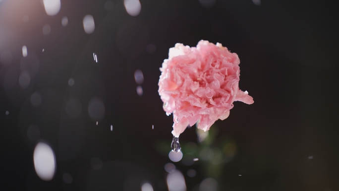 雨中的康乃馨花朵