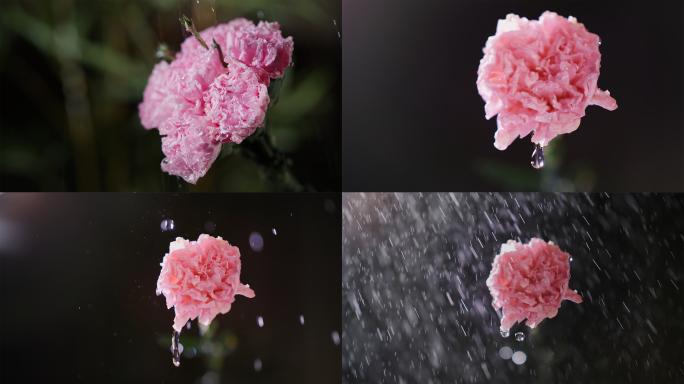 雨中的康乃馨花朵