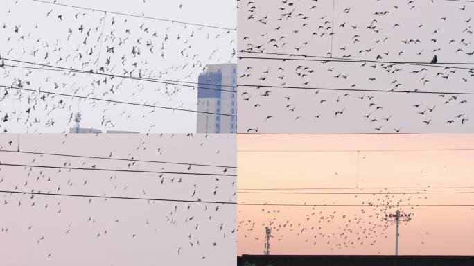 鸟群 鸽子 鸽群 城市上空 夕阳