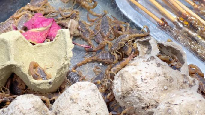 油炸昆虫活蝎子食用昆虫炸蚂蚱豆丹黑暗料理