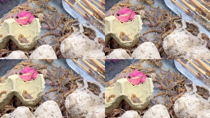 油炸昆虫活蝎子食用昆虫炸蚂蚱豆丹黑暗料理