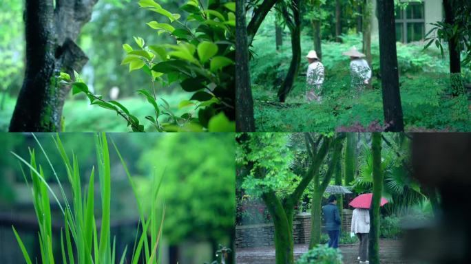 二十四节气之雨水雨滴下雨苔藓树叶素材