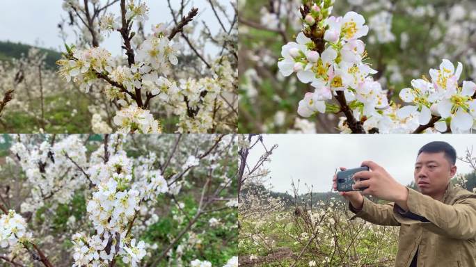 李子花特写镜头