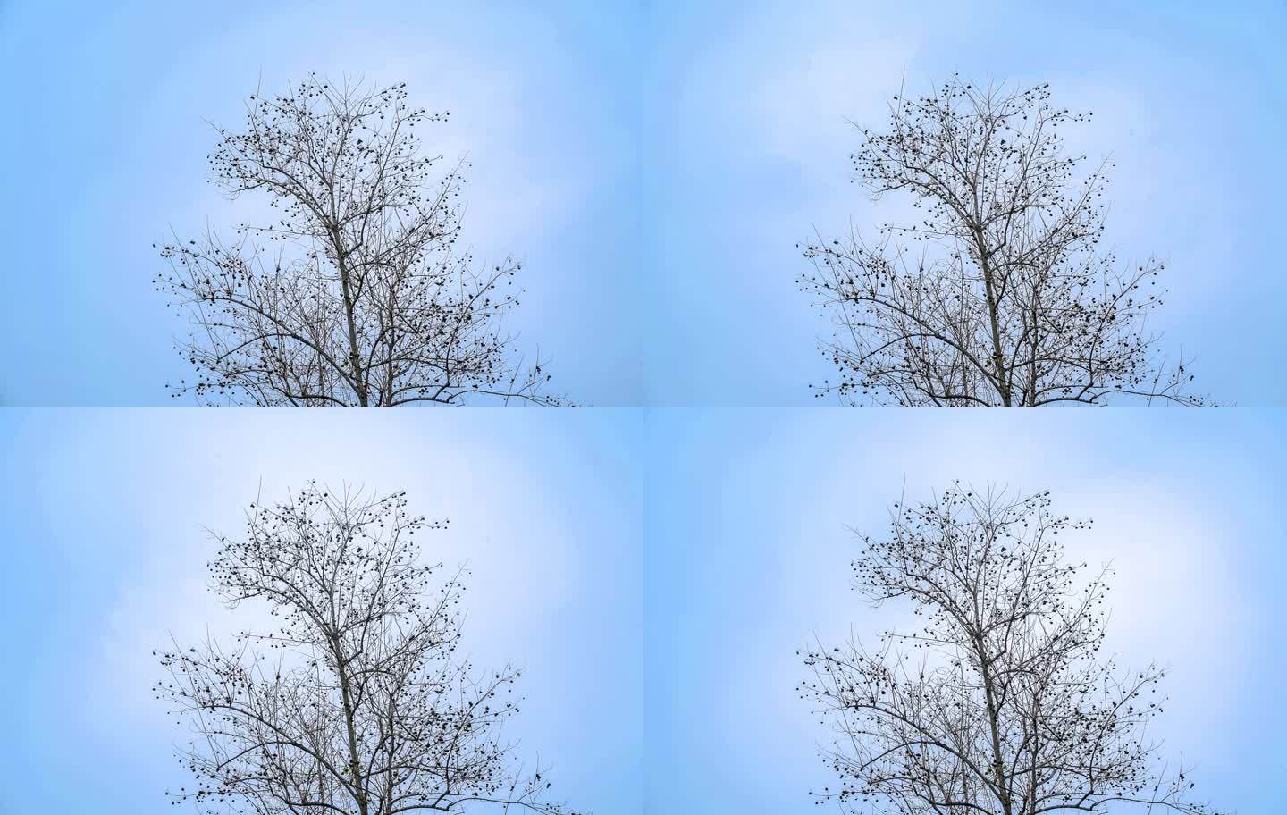 树木枯树蓝天延时树枝枝头