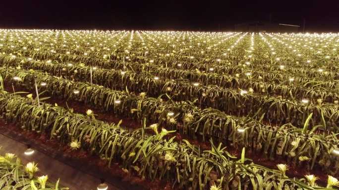 航拍火龙果灯光夜景种植基地