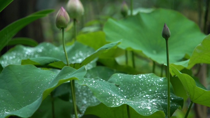 唯美雨中荷花荷叶空镜素材