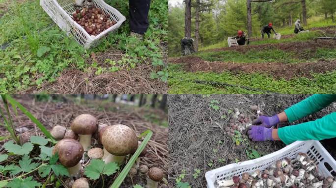 农民在树林里捡蘑菇香菇林下经济