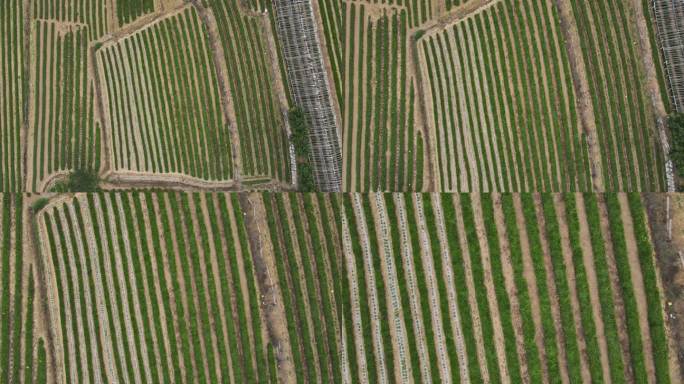 4K59帧率无人机视角茶田茶园