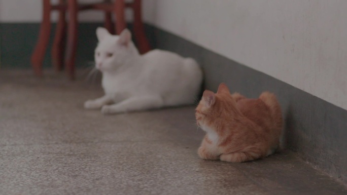 一只白猫一只橘猫