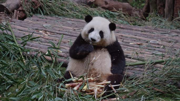大熊猫和花饭后剔牙