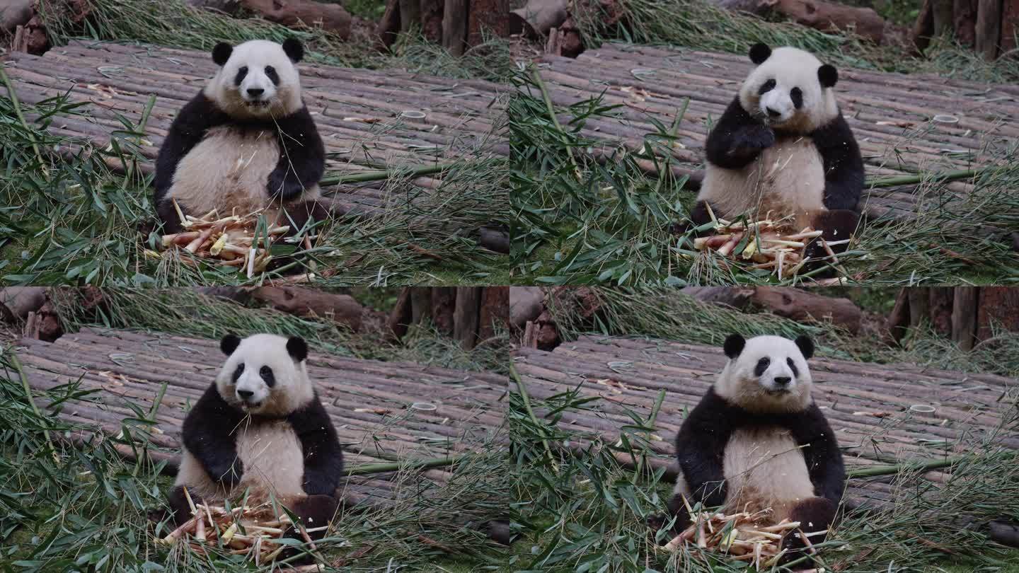 大熊猫和花饭后剔牙