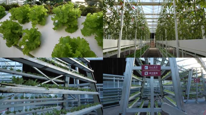 棚膜 蔬菜 种植 大棚 温室大棚
