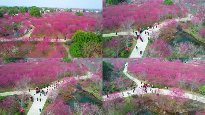 航拍梅园，梅花素材，赏花，春天梅花风景区